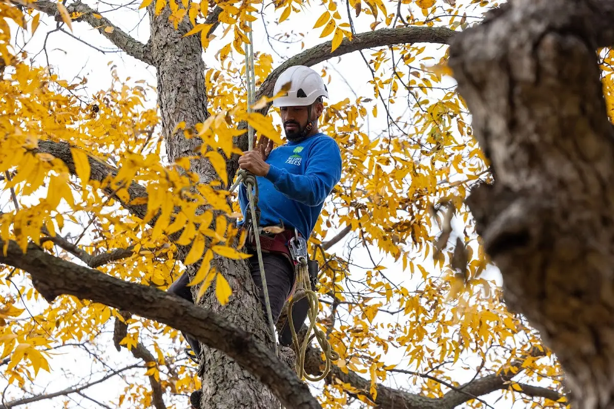 Skilled Tree Planting crew working in Rainbow City