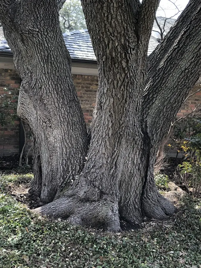 Mature heritage tree close to a Rainbow City property cared for by certified arborists